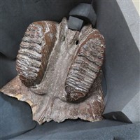 藏品(淮河古菱齒象上顎骨化石)的圖片